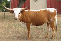 RVR Abby Rose