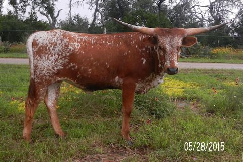 Heifer Calf