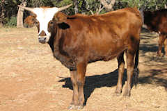 RVR Bandita Rose