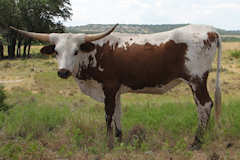 RVR Belami Rose