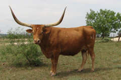 Betsy Butler RK68