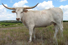 Heifer Calf