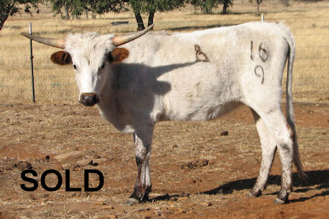 Heifer Calf