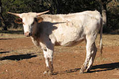 RVR Bonita Rose