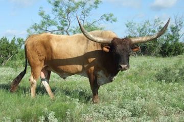 Concho 24