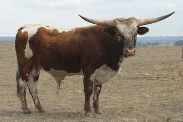 Durango Chex 779