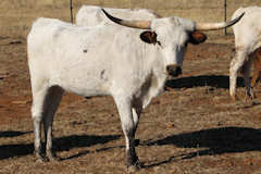 RVR Calista Rose