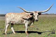 Unnamed Heifer