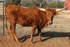 RVR Carmen Rose