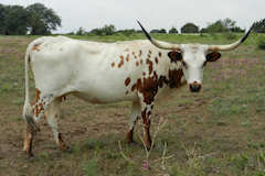 Heifer Calf
