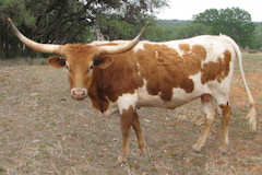 RVR Catalina Rose