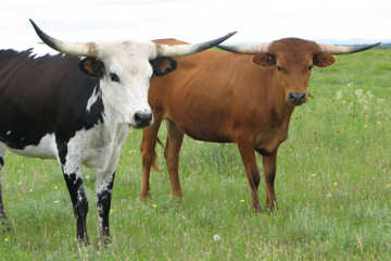 Cows 2 to 4 Years Old
