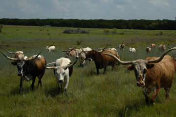 Cows 5 to 10 Years Old