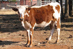 RVR Danielle Rose