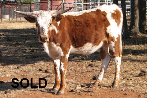 Dixie Danielle x Legend Bull