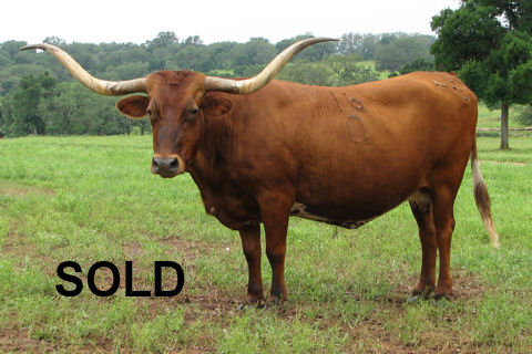 Ace's Dixie Danielle