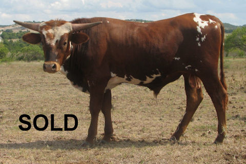 Dixie Danielle x Legend Bull