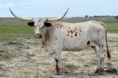 Unnamed ET Heifer