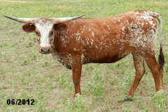 Heifer Calf