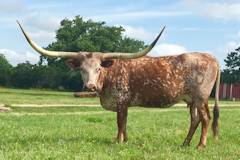 Heifer Calf