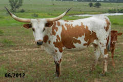 Heifer Calf