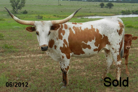 Graves Magic Legend heifer