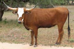 RVR Hannah Rose