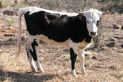 Harmony Sage Dode Heifer