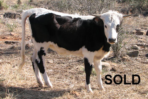 Harmony Legend Bull Calf