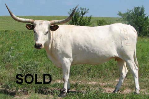 BH Henry's Reflection