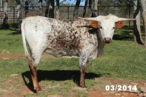 RVR Unnamed Heifer