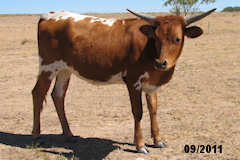 Heifer Calf