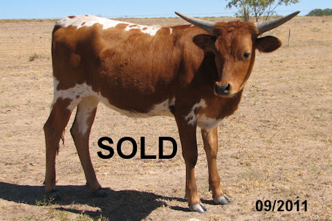 Heifer