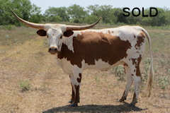 Leticia Butler Concho Heifer