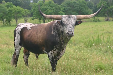 Little Ace RVR Ramrod