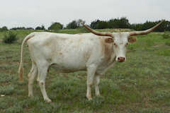 Heifer Calf