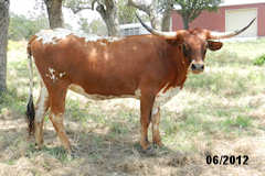 Heifer Calf