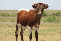 RVR Mandi Rose