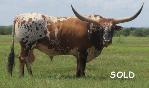 Nestor's Brenda Bull