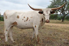 RVR Miss Dixie Rose