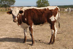 Mona Dode Concho Heifer