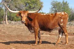 VJ Nestor's Brenda