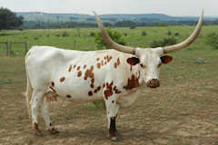 Paula Dode RK65