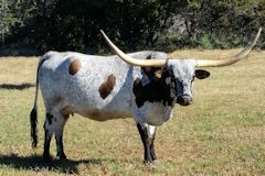 Heifer Calf