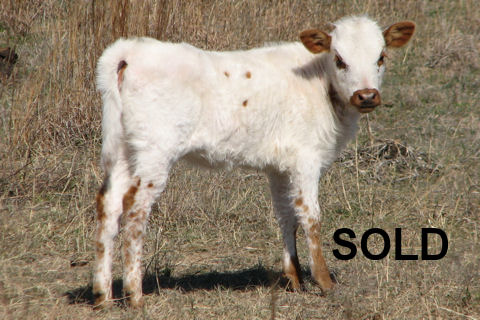 Heifer Calf