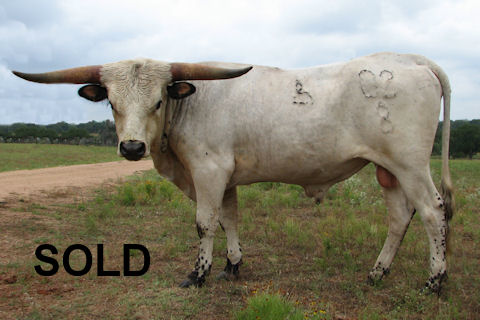 Dode's Boy Miss Ace Monarch Bull Calf