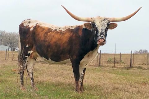 Sassy Miss Kim heifer