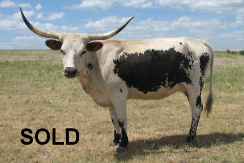 Selena RV21