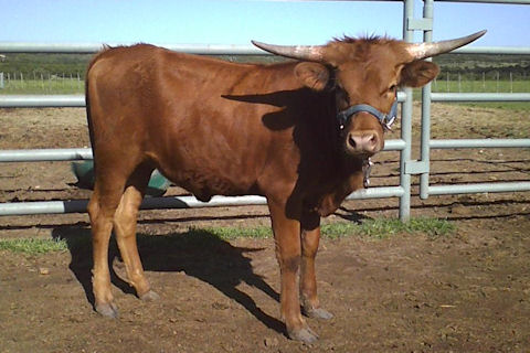 Heifer Calf