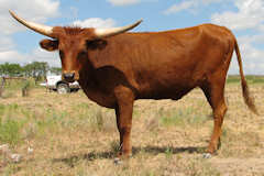 RVR Shania Rose